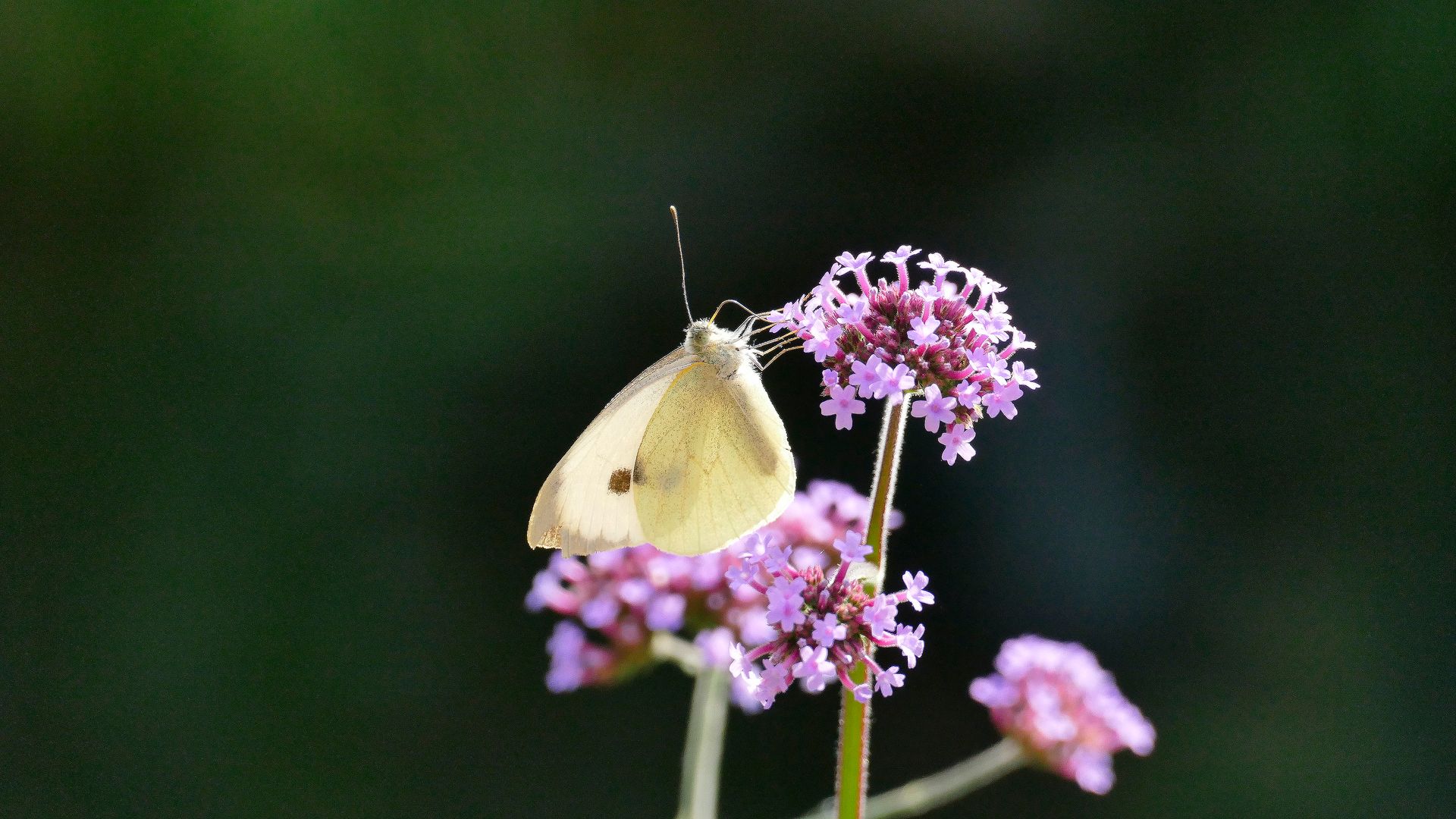 Close-up of a butterfly resting on pink verbena flowers, highlighting nature's beauty.