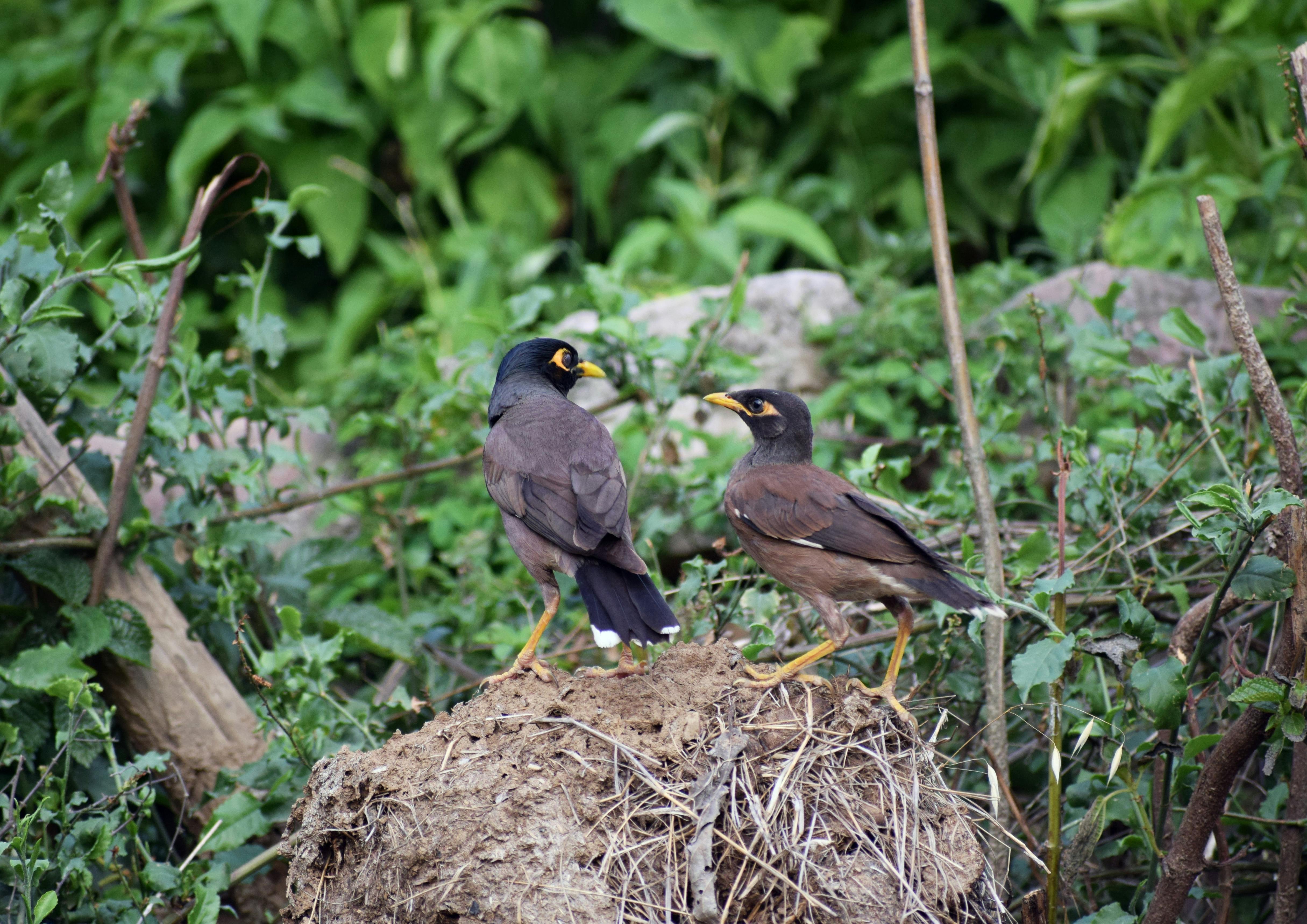 Raw salmon fillets on a board seasoned with herbs and lemon slices.