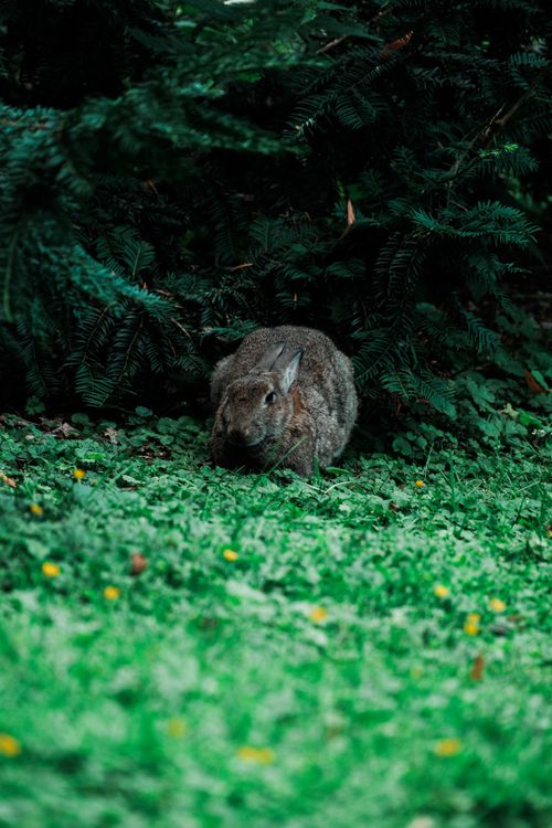 Free A wild rabbit nestled in green grass and plants, photographed outdoors in Münster, Germany. Stock Photo