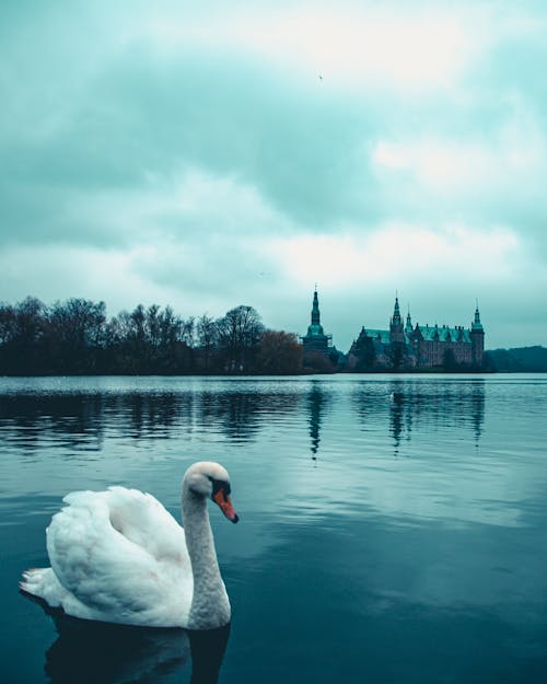 Free stock photo of autumn, black swan, castle