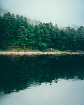 薄雾笼罩的森林，在平静的湖面上投下宁静的倒影