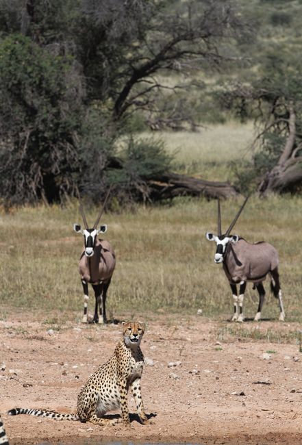 A cheetah sits watching two antelopes in a vast African savannah with sparse trees.