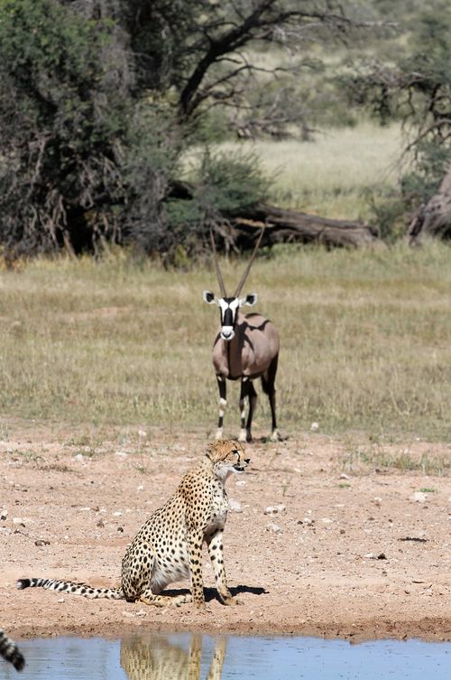 Free A cheetah rests by a waterhole while an oryx stands nearby in a savanna setting. Stock Photo