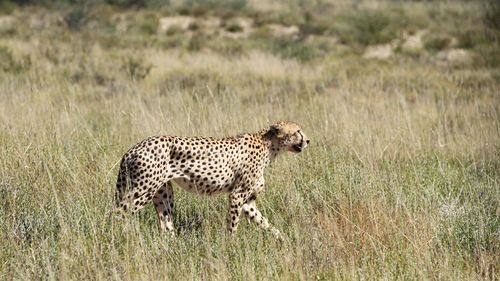 Free A majestic cheetah walks gracefully through the tall grass of the African savannah. Stock Photo