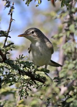 olive brown warbler bird