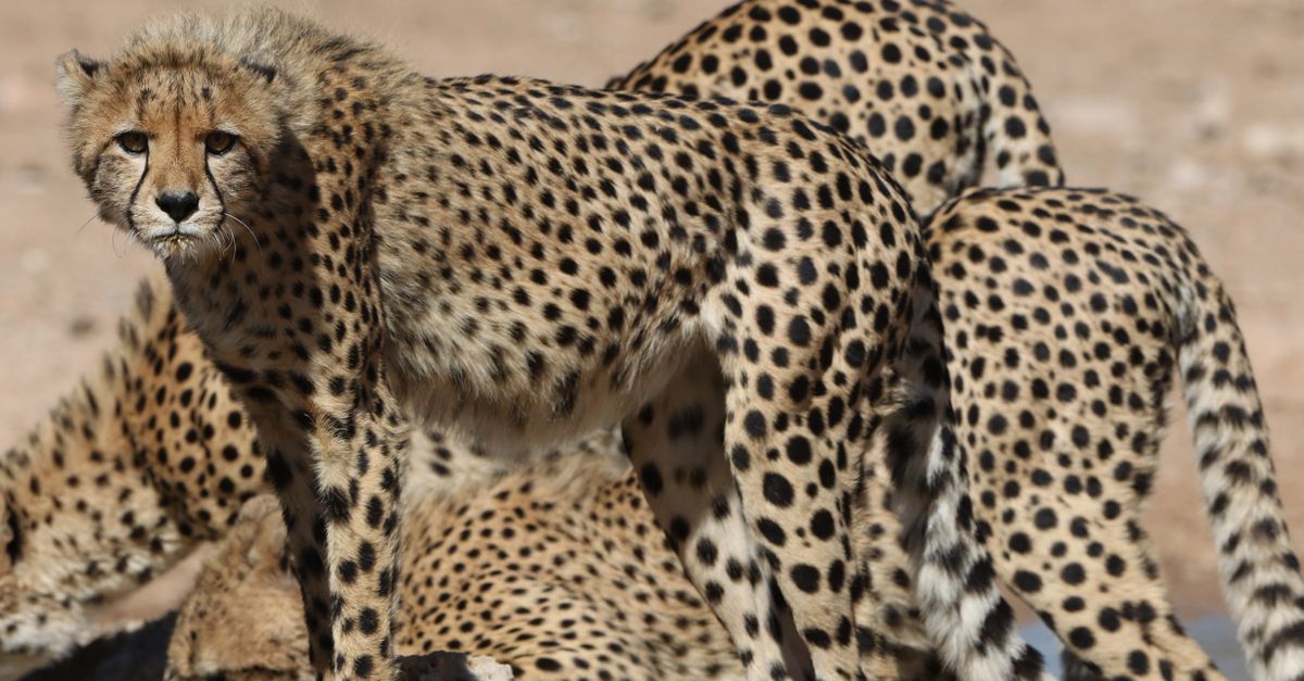 Makgadikgadi