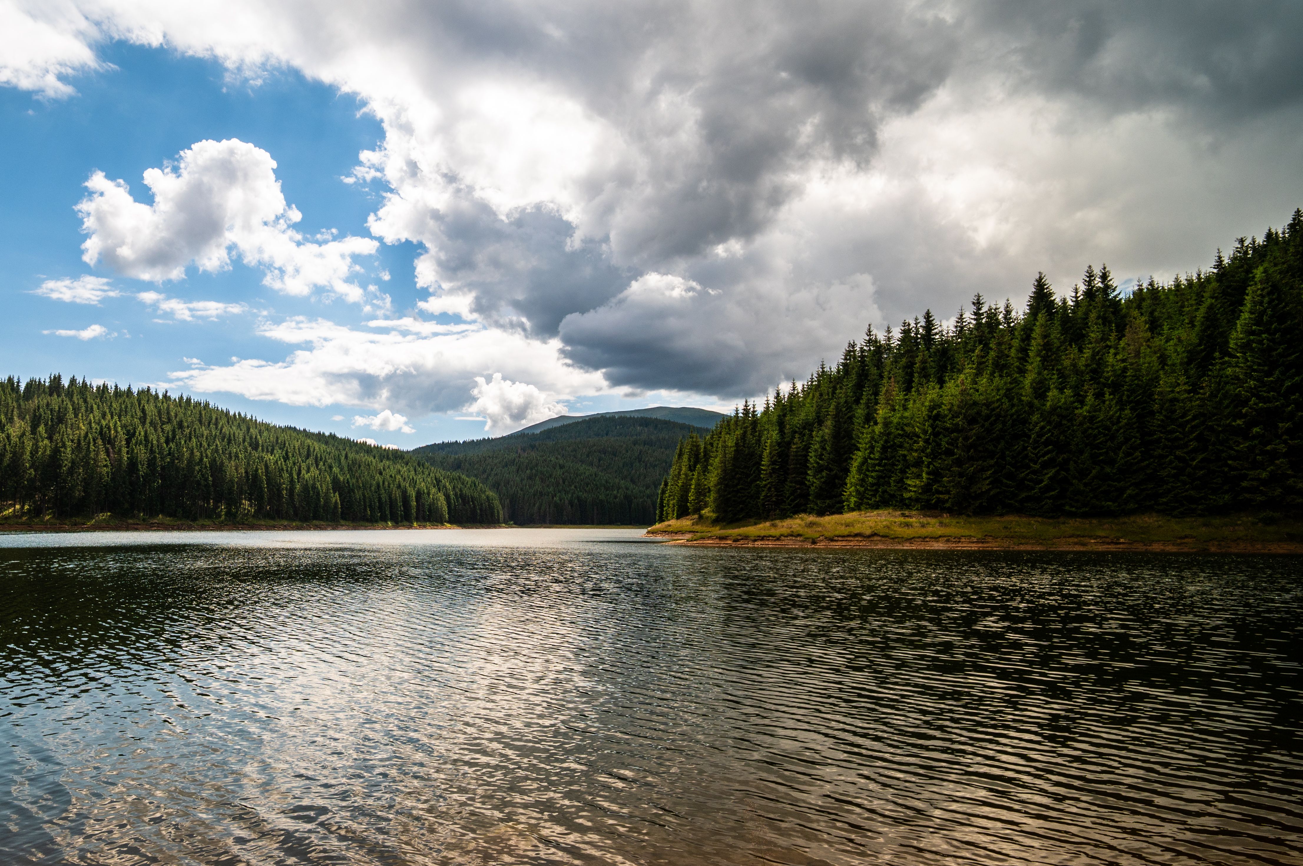 Scenic View of Lake in Forest · Free Stock Photo