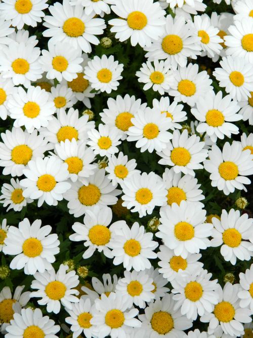 Free An abundance of fresh white daisies in vibrant bloom, conveying a sense of purity and beauty. Stock Photo