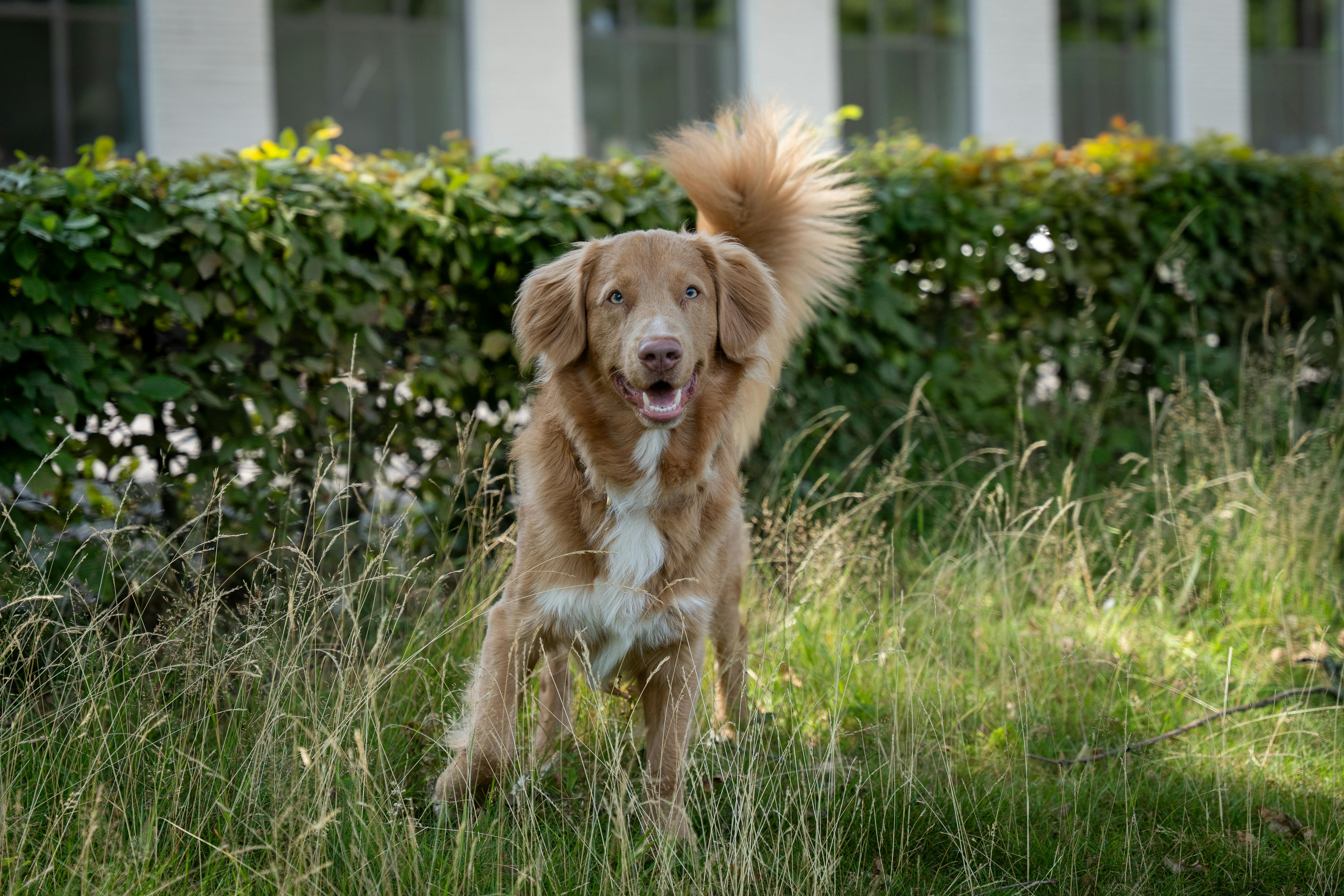 A happy Nova Scotia Duck Tolling Retriever stands in sunlit grass, surrounded by greenery.