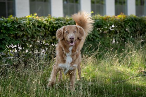 Free A happy Nova Scotia Duck Tolling Retriever stands in sunlit grass, surrounded by greenery. Stock Photo