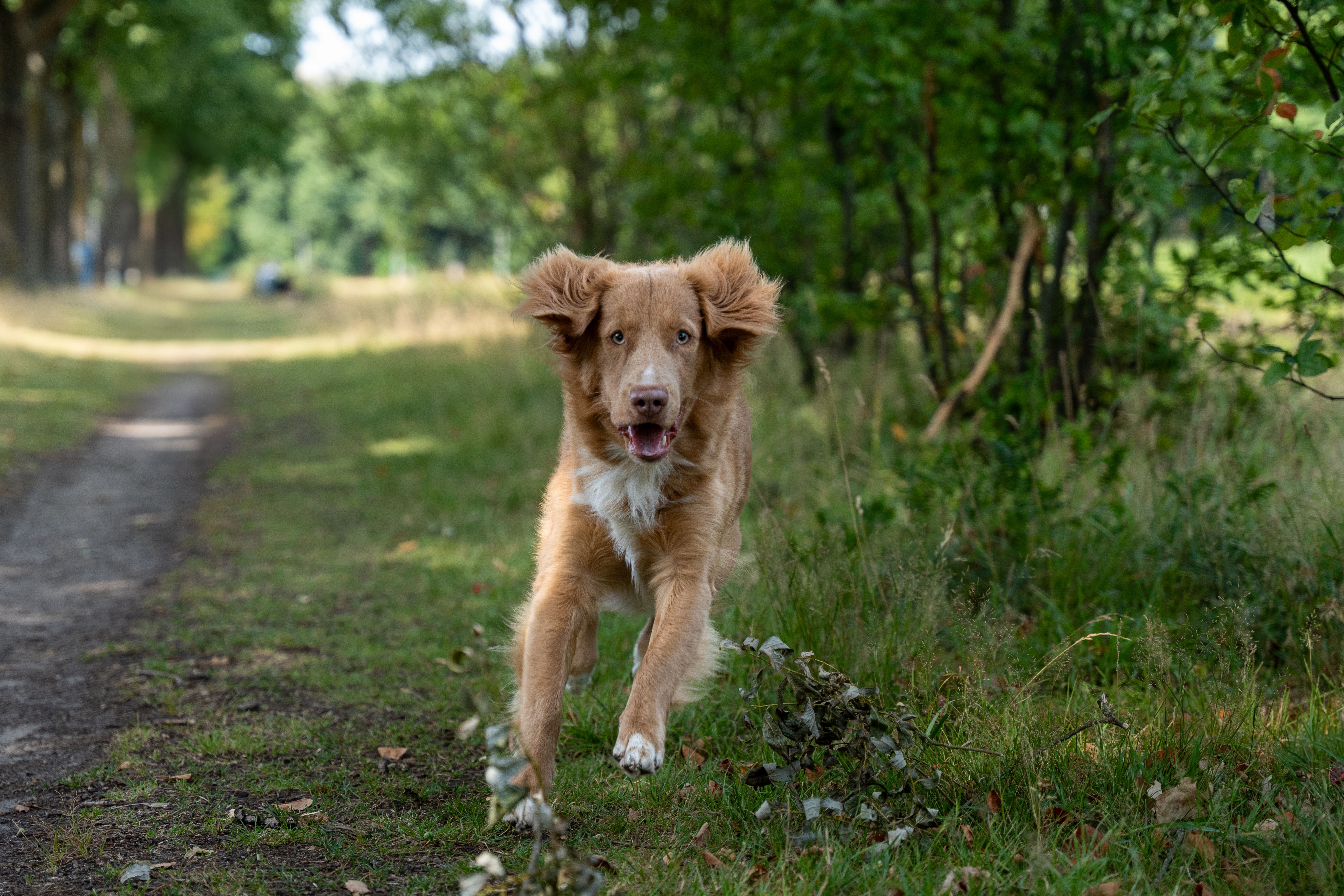 emergency dog boarding The Woodlands - A playful dog running along a forest path in a green park on a sunny day.