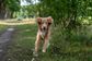 Artwork for Path to Pet Wellness: Conscious Healing with Dr. Jeff Feinman