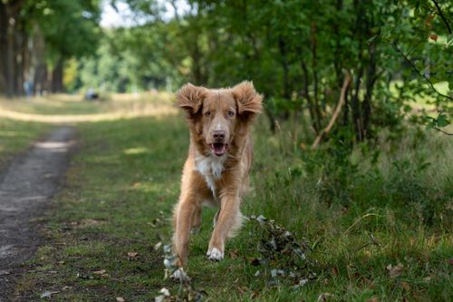 Free A playful dog running along a forest path in a green park on a sunny day. Stock Photo