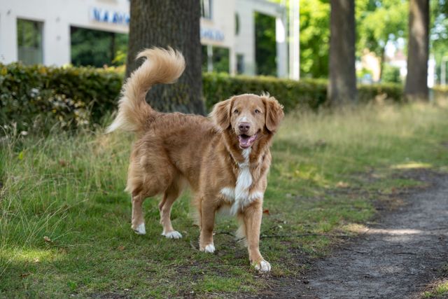 Dog tail
