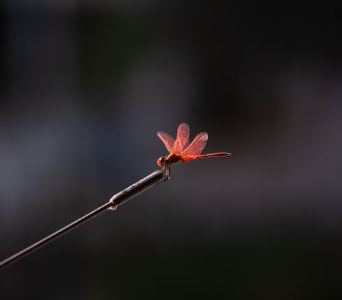 Free Close-up of a vibrant red dragonfly perched on a metal rod, capturing delicate details. Stock Photo