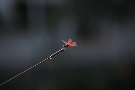 Image by Doğan Alpaslan  Demir