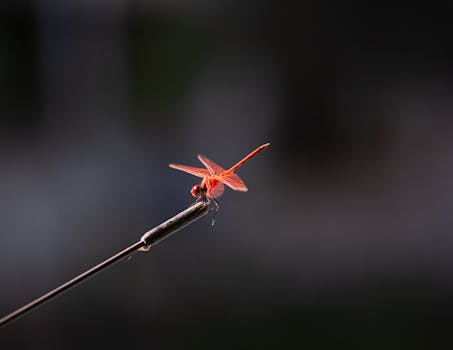 Image by Doğan Alpaslan  Demir