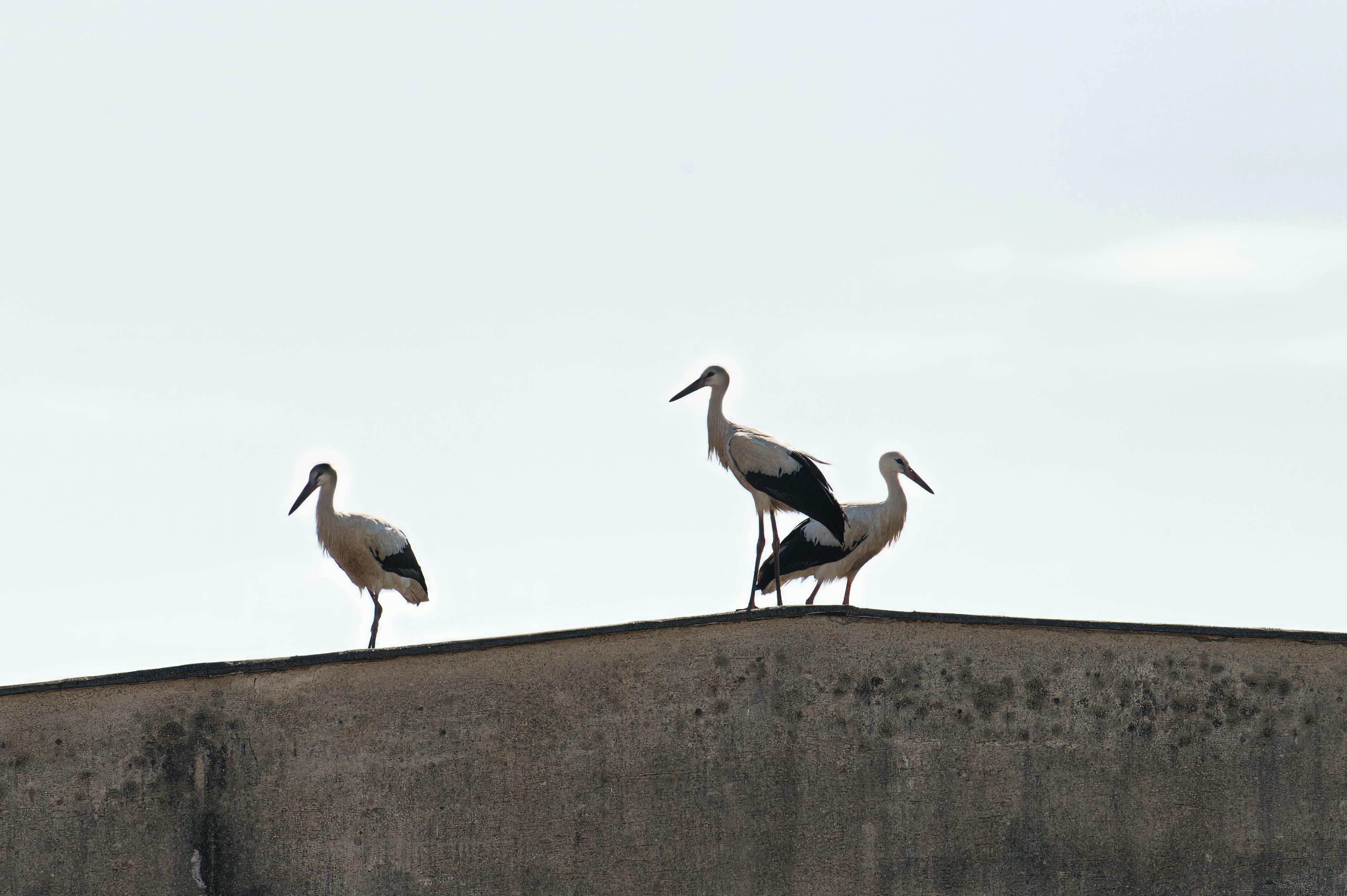 Stork Club