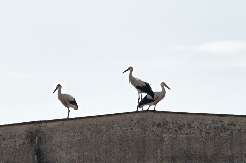 Stork Club