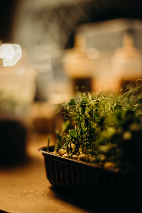 Photographie De Mise Au Point Peu Profonde D'un Légume à Feuilles