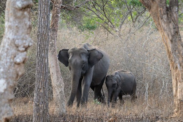 Elephant Beach Trip