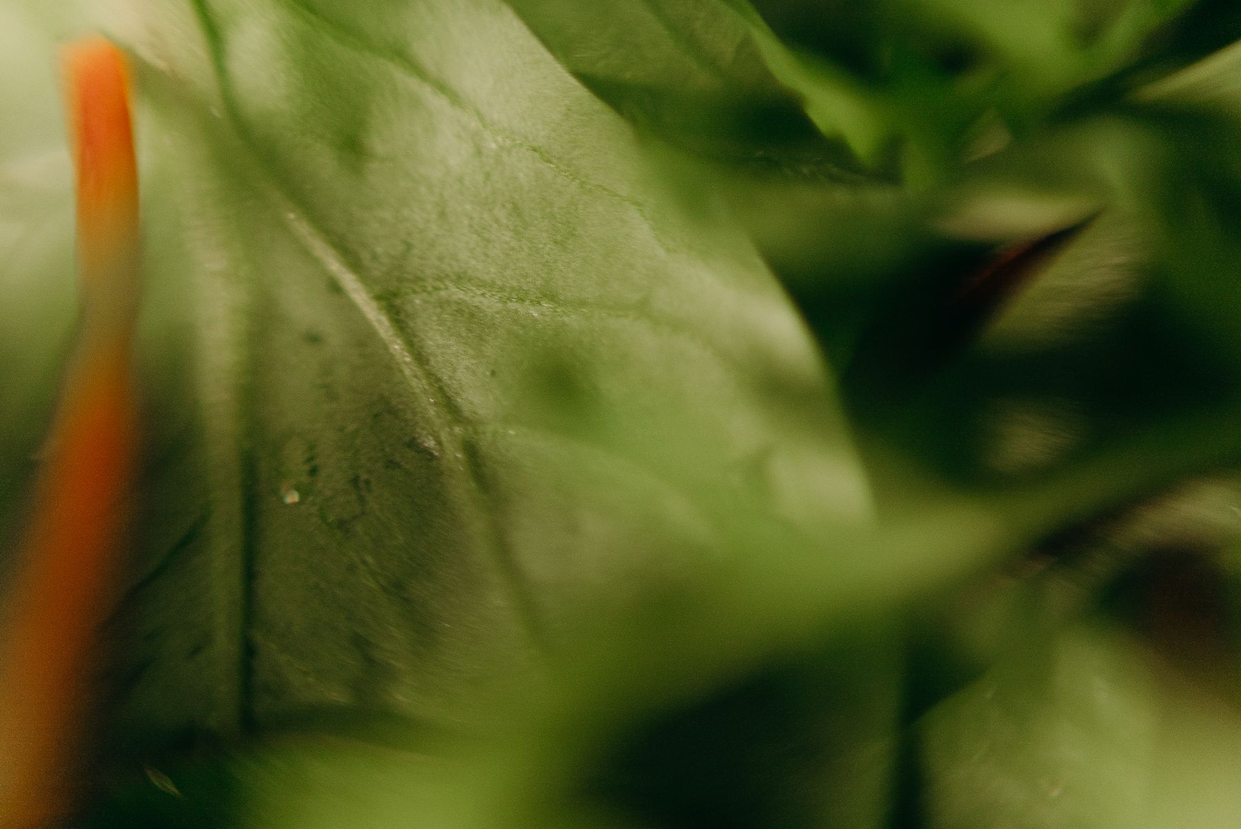 Macro study of a green leaf surface — photo by cottonbro studio on Pexels