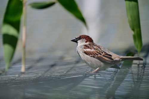 Free A sparrow sits atop a wire mesh fence surrounded by green leaves outdoors. Stock Photo