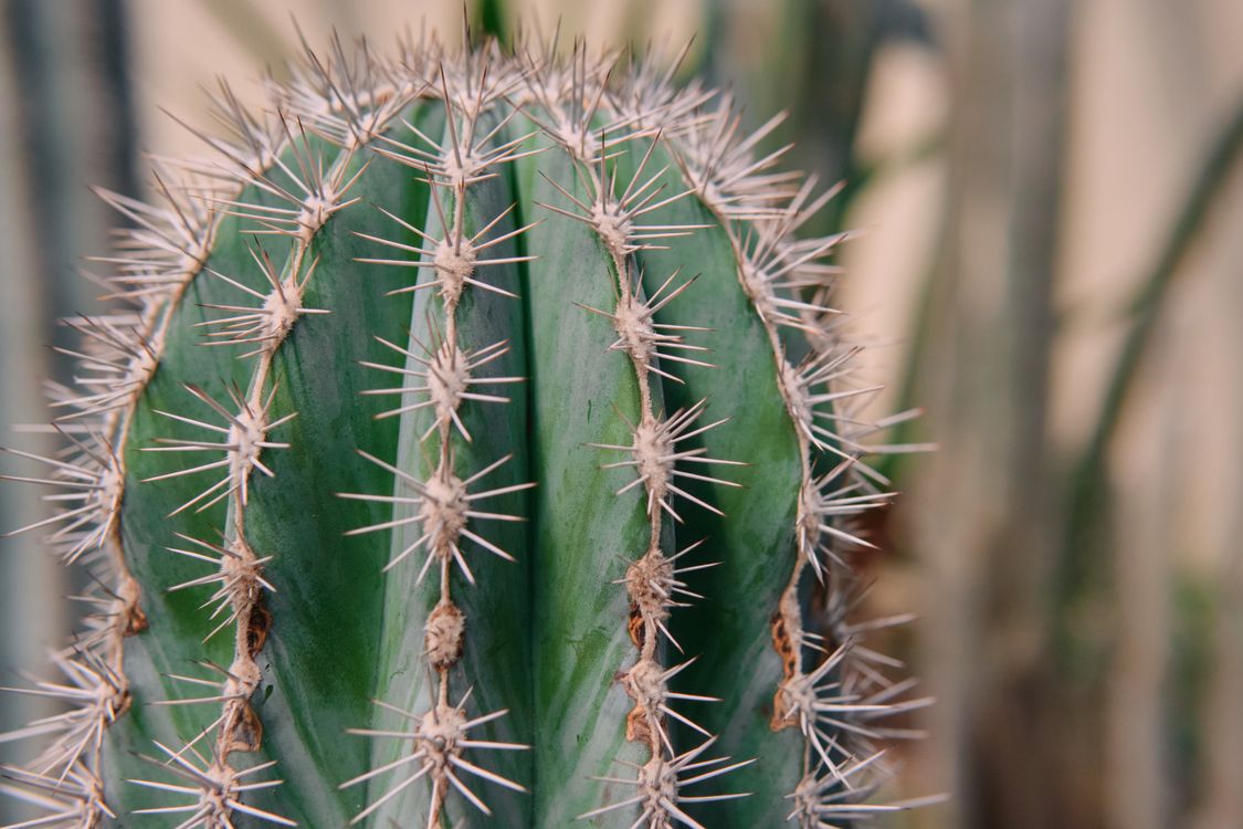 Close-up of a Green Spiky Cactus Plant  Free Stock Photo