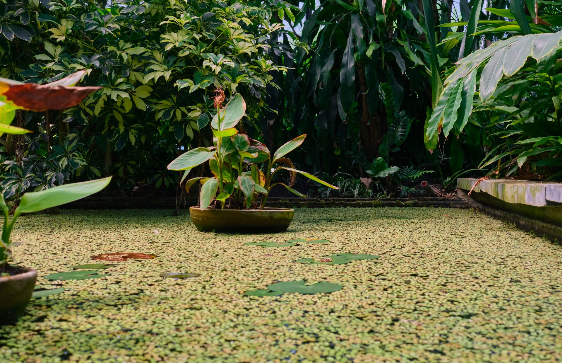 Lush tropical garden showcasing a tranquil pond covered with duckweed.