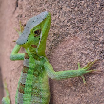 Close-up of a vivid green lizard on rocky terrain, showcasing intricate textures and patterns.