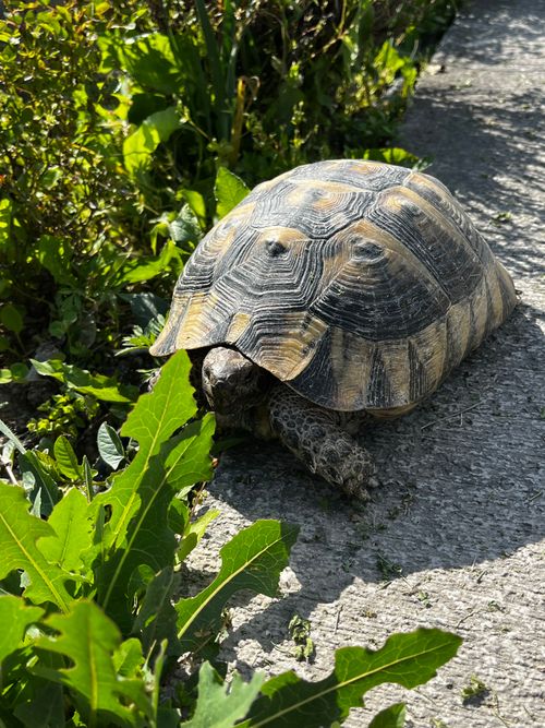 Free Close-up of a Hermann's tortoise basking in the sun on a grassy path. Stock Photo