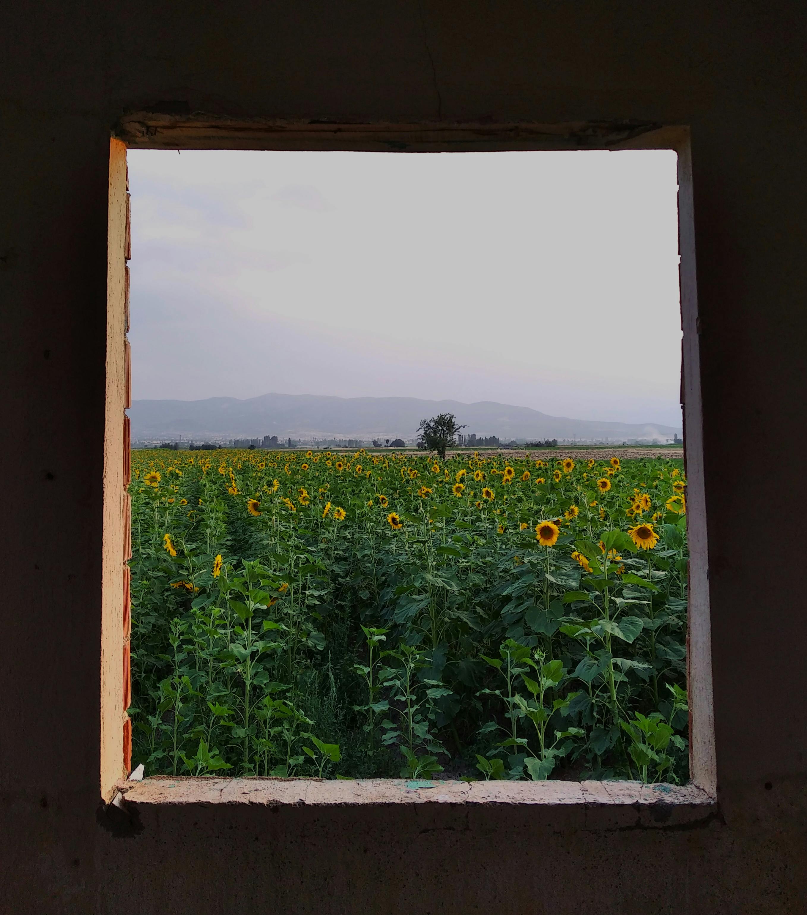 A beautiful sunflower field viewed through an old window frame, with mountains in the background.