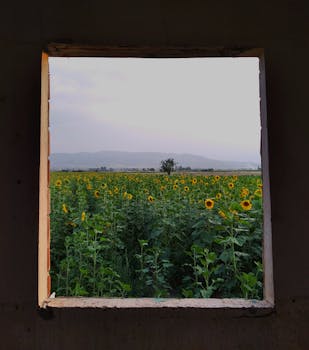 A beautiful sunflower field viewed through an old window frame, with mountains in the background.