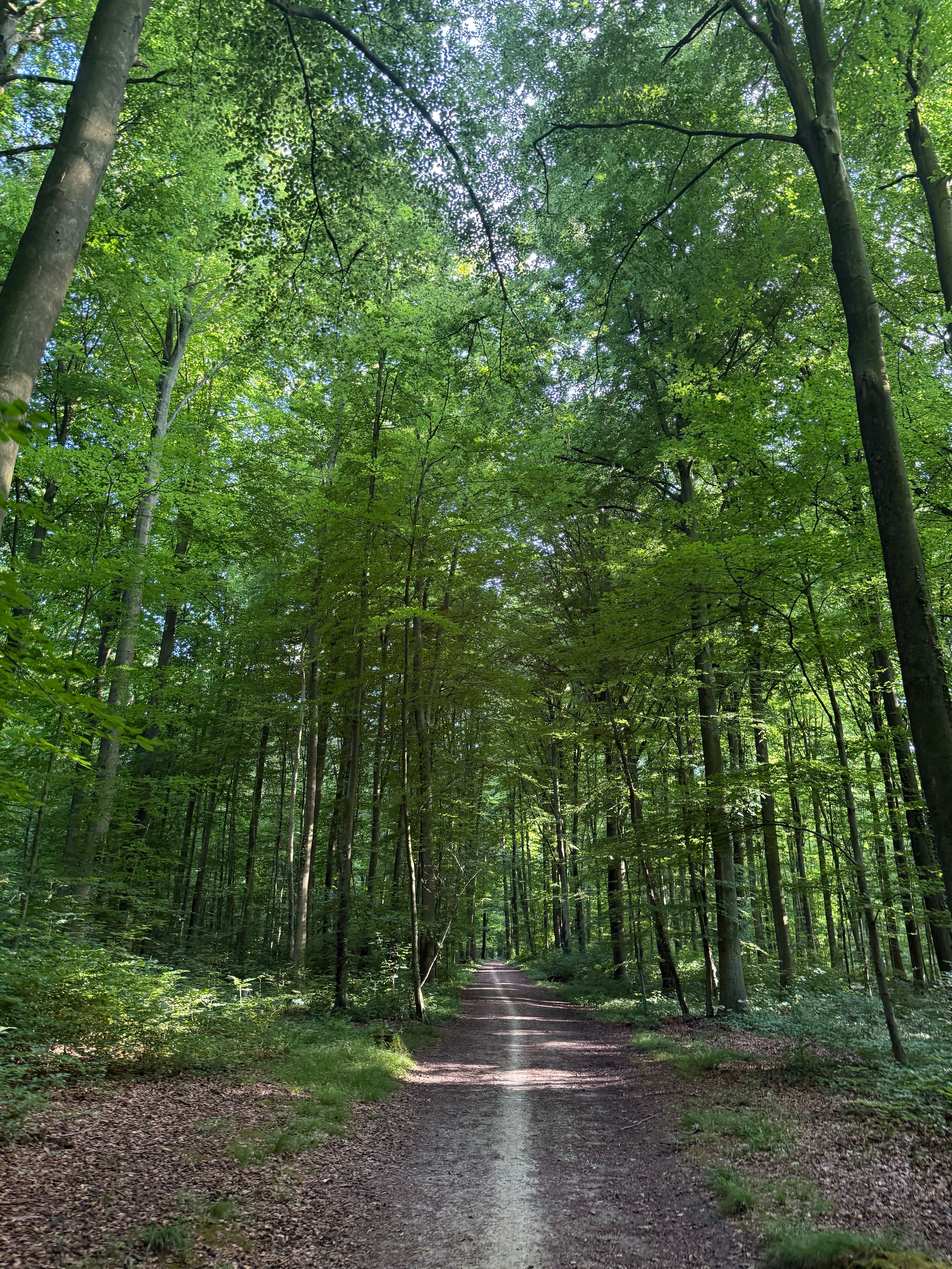 Tranquil forest path surrounded by vibrant greenery, ideal for nature walks.