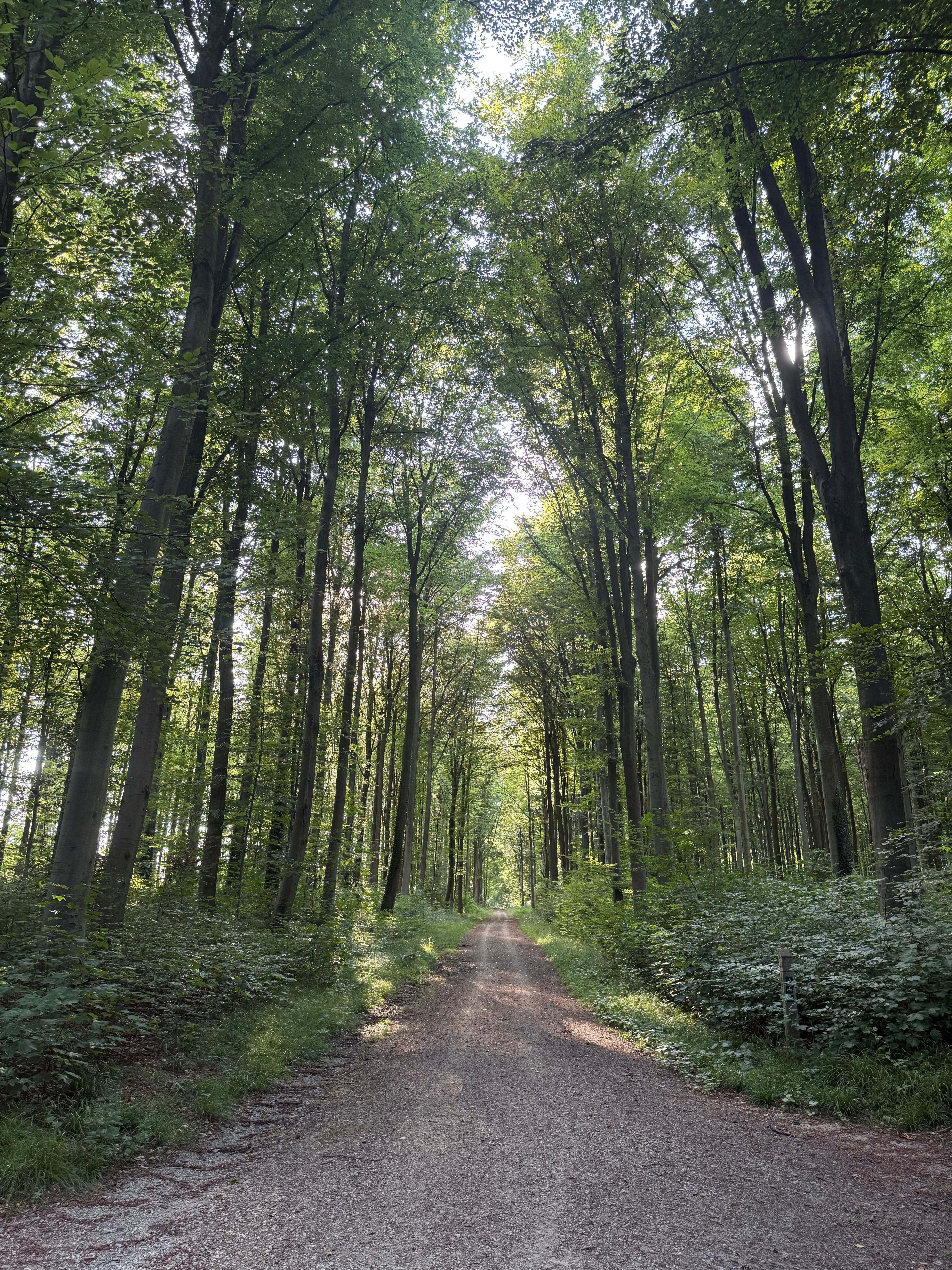 A tranquil forest path bathed in summer sunlight, perfect for nature lovers.