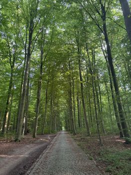 Peaceful forest path lined with tall green trees in summertime, creating a tranquil atmosphere.