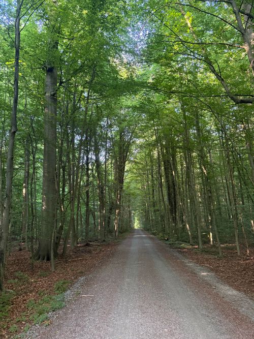 Free Serene forest path surrounded by tall green trees in daylight. Stock Photo