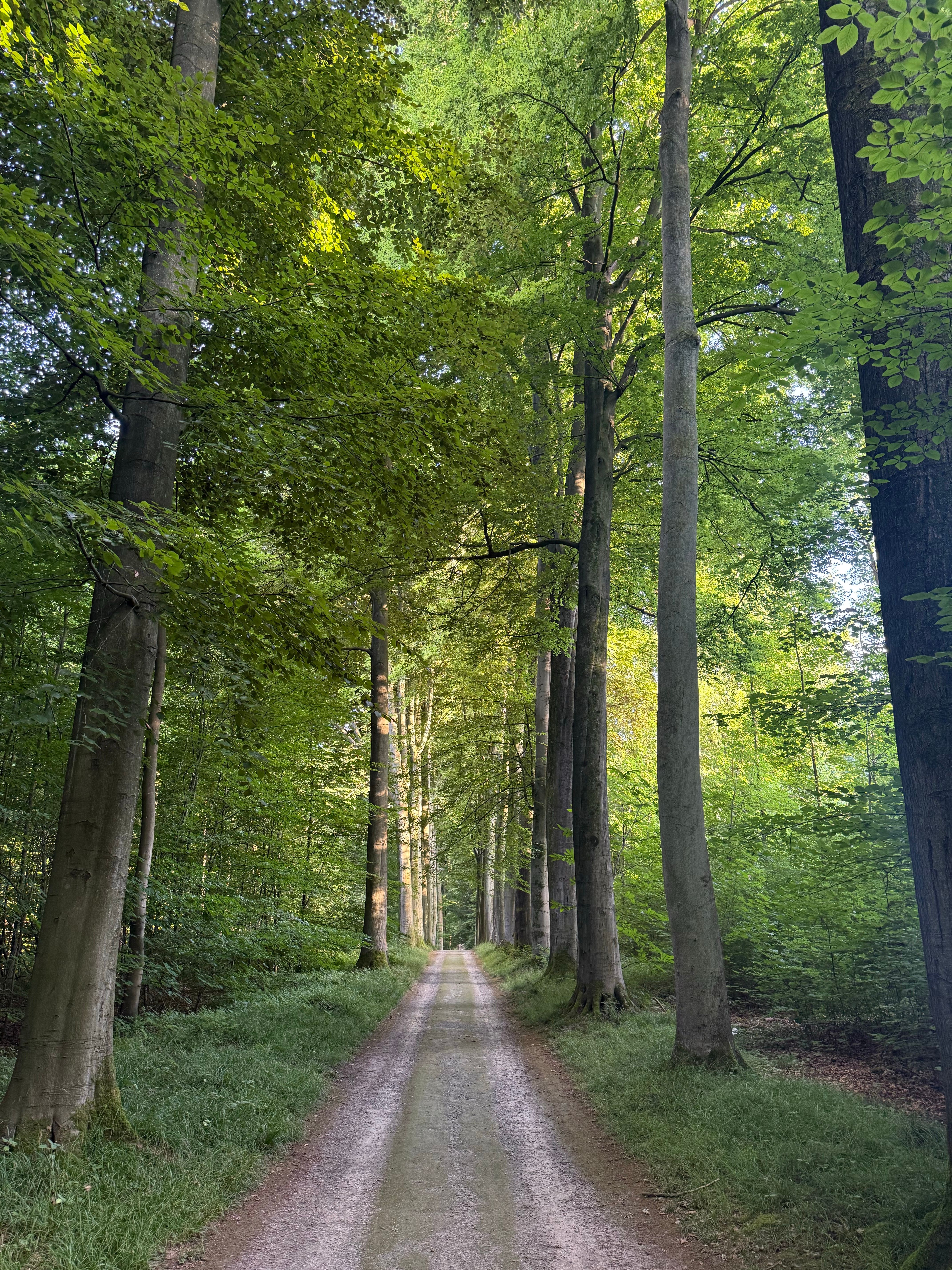 Tranquil walk through a lush green forest with tall trees lining the path.