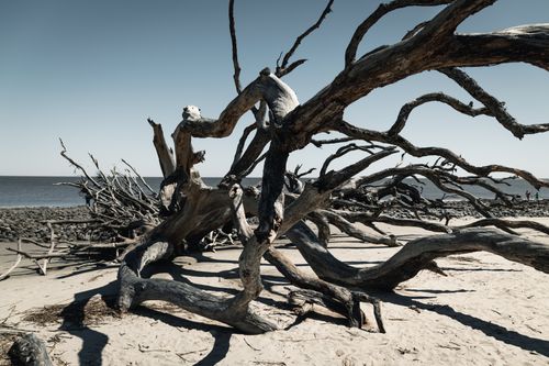 Free Weathered driftwood trees on a sandy beach with a clear sky in Hollywood, Florida. Stock Photo