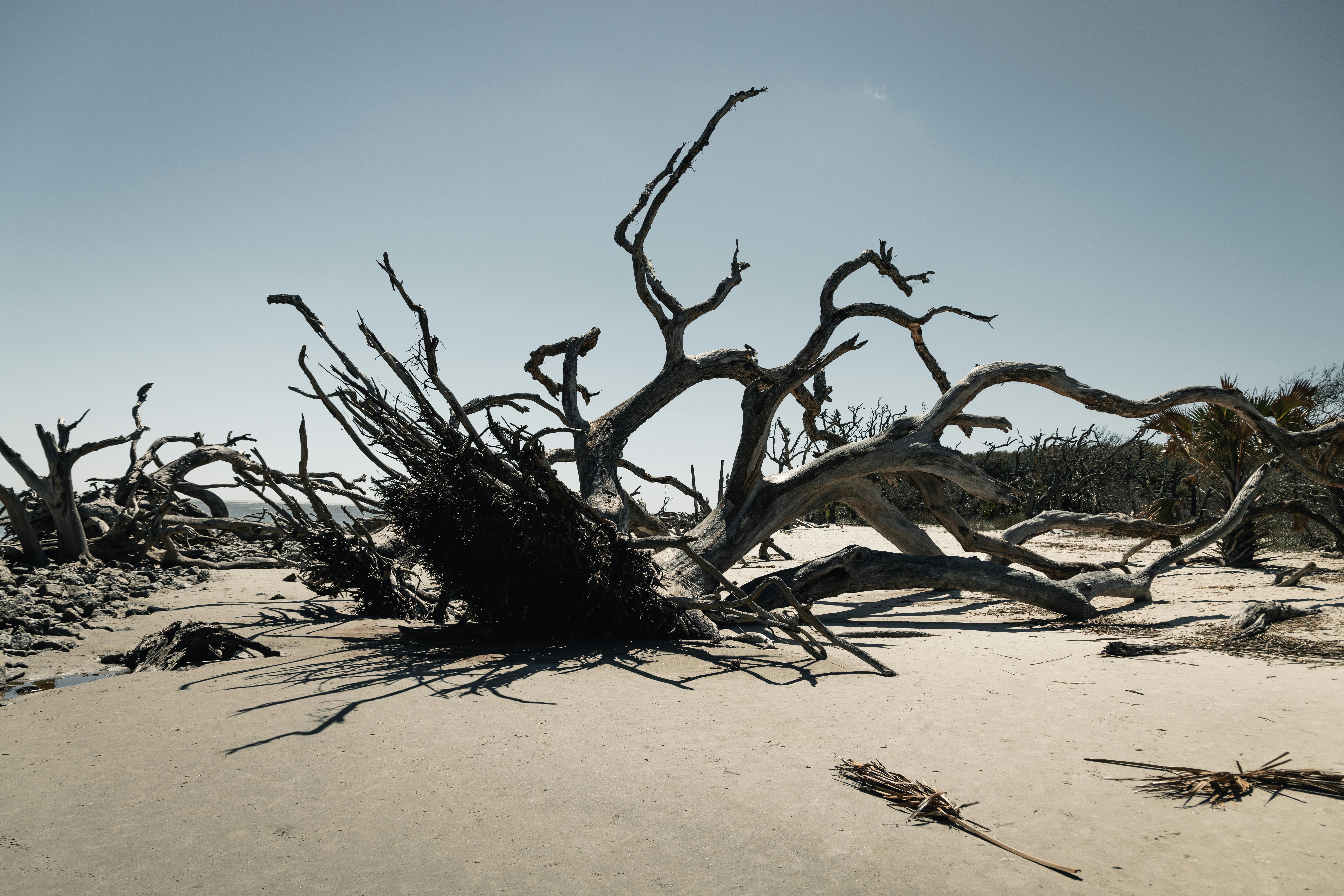 Scenic view of driftwood on the sandy beach in Hollywood, Florida, under clear skies.