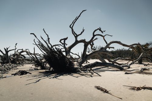 Free Scenic view of driftwood on the sandy beach in Hollywood, Florida, under clear skies. Stock Photo
