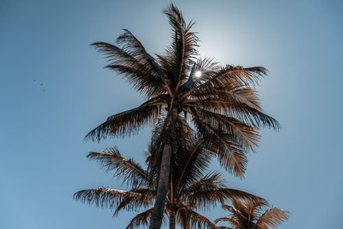 Free Upward view of palm trees with sunlight peeking through the fronds against a clear blue sky. Stock Photo