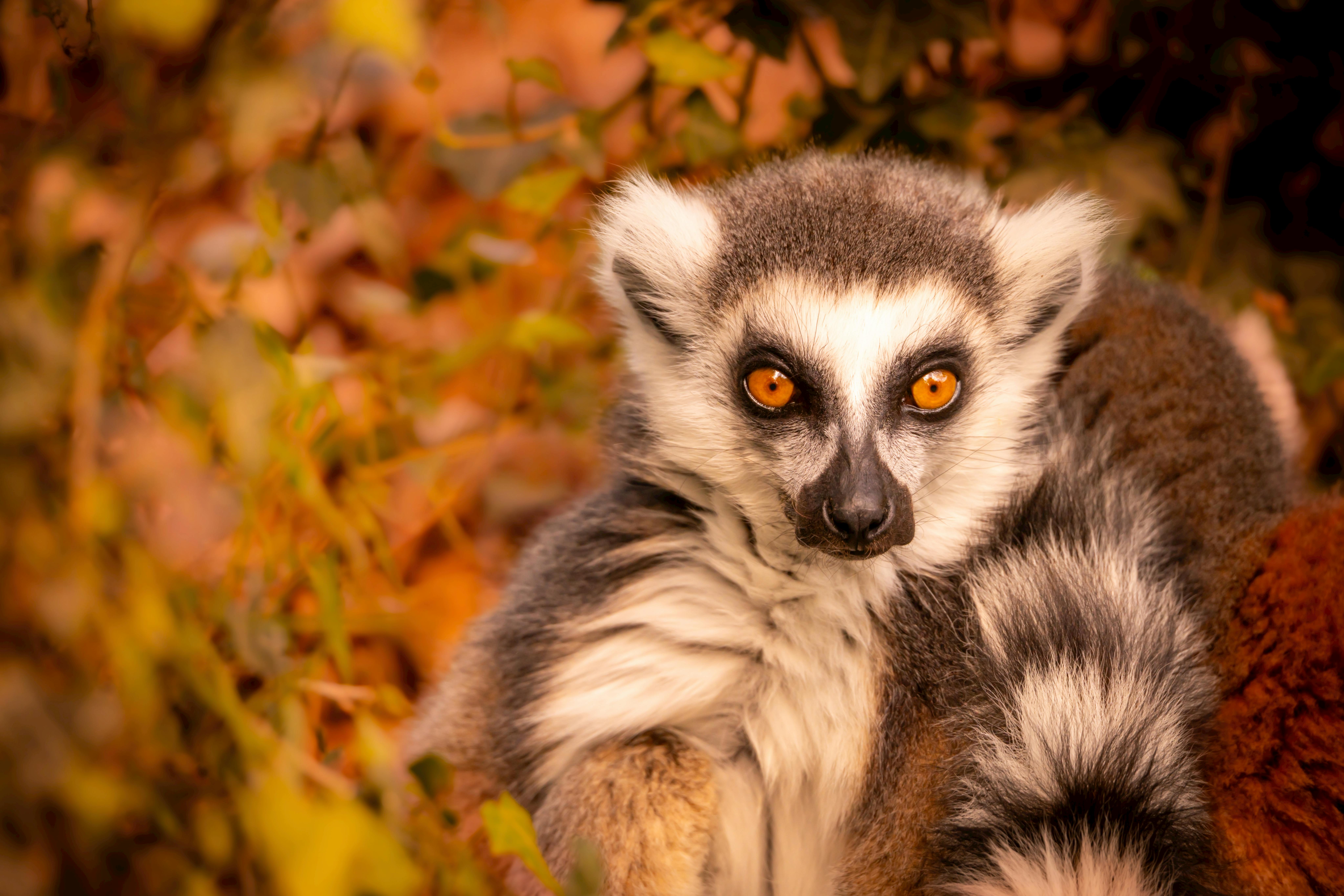 Madagascar Avenue Of The Baobabs Forest With Lemurs And Endemic Species