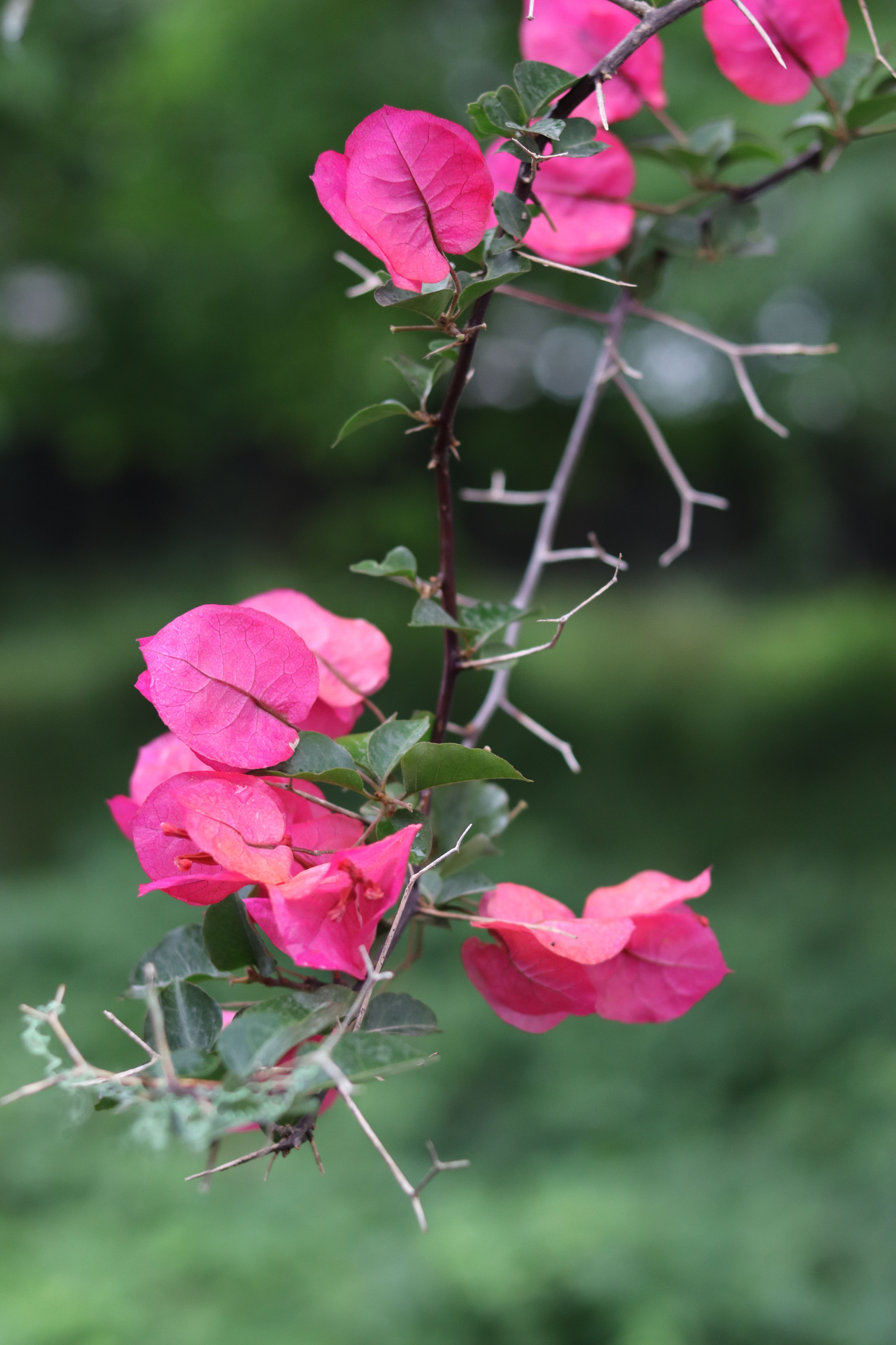 Close-up of vibrant pink bougainvillea flowers against lush greenery.