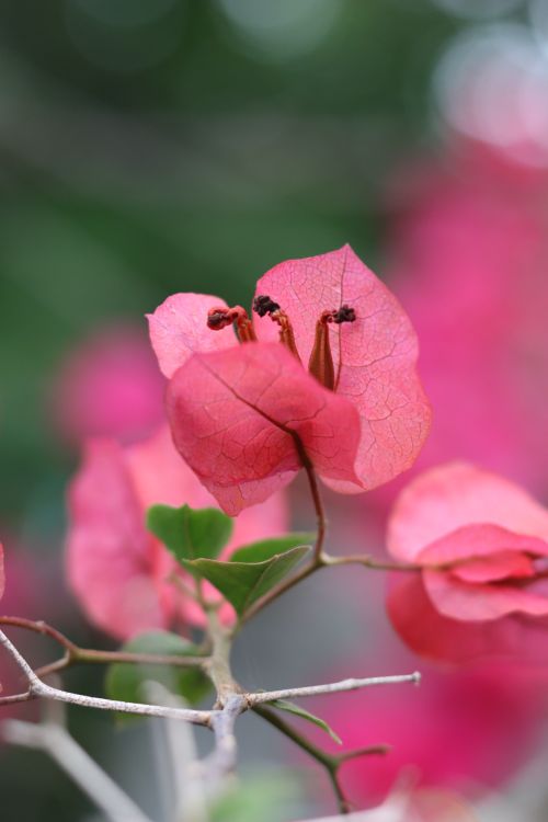 Free A detailed close-up of vibrant pink Bougainvillea flowers showcasing the intricate textures and vivid colors in nature. Stock Photo