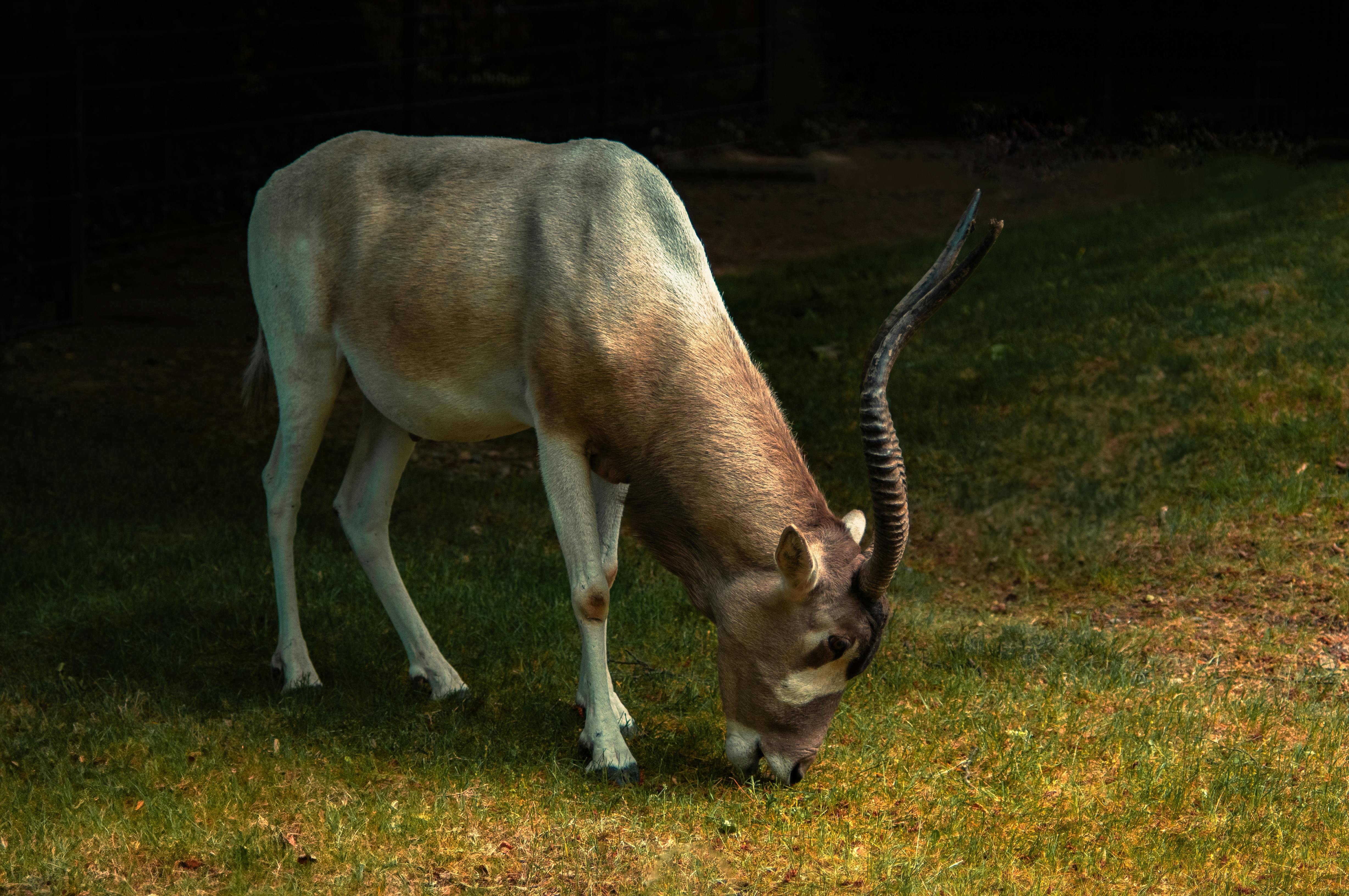 grátis Um gracioso antílope Addax pastando em grama verdejante em um ambiente sereno ao ar livre. Foto profissional