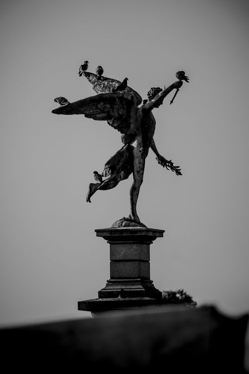 Free Black and white photo of an angel statue with birds, in a Buenos Aires cemetery. Stock Photo