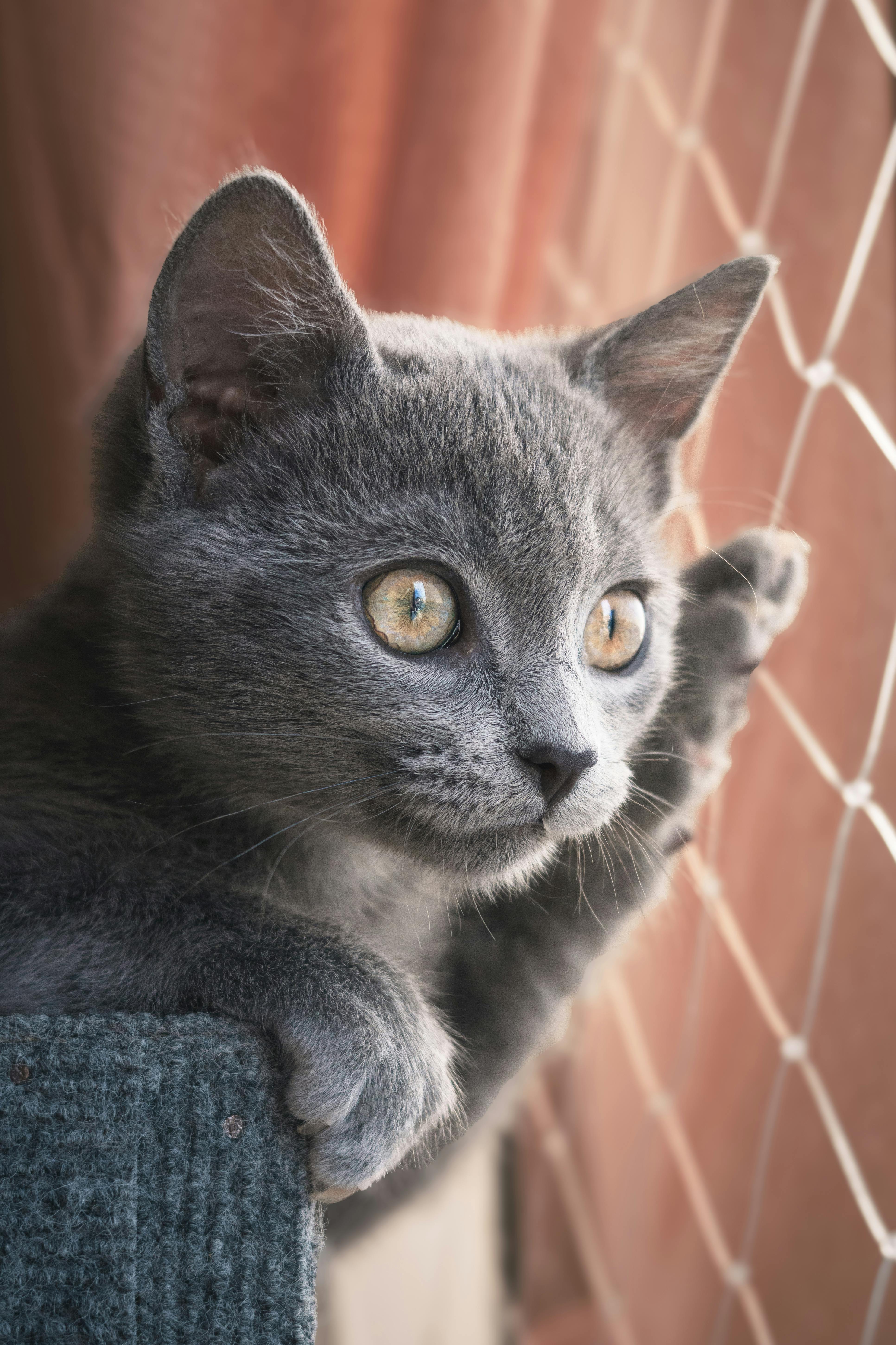 Gray cat looking out window