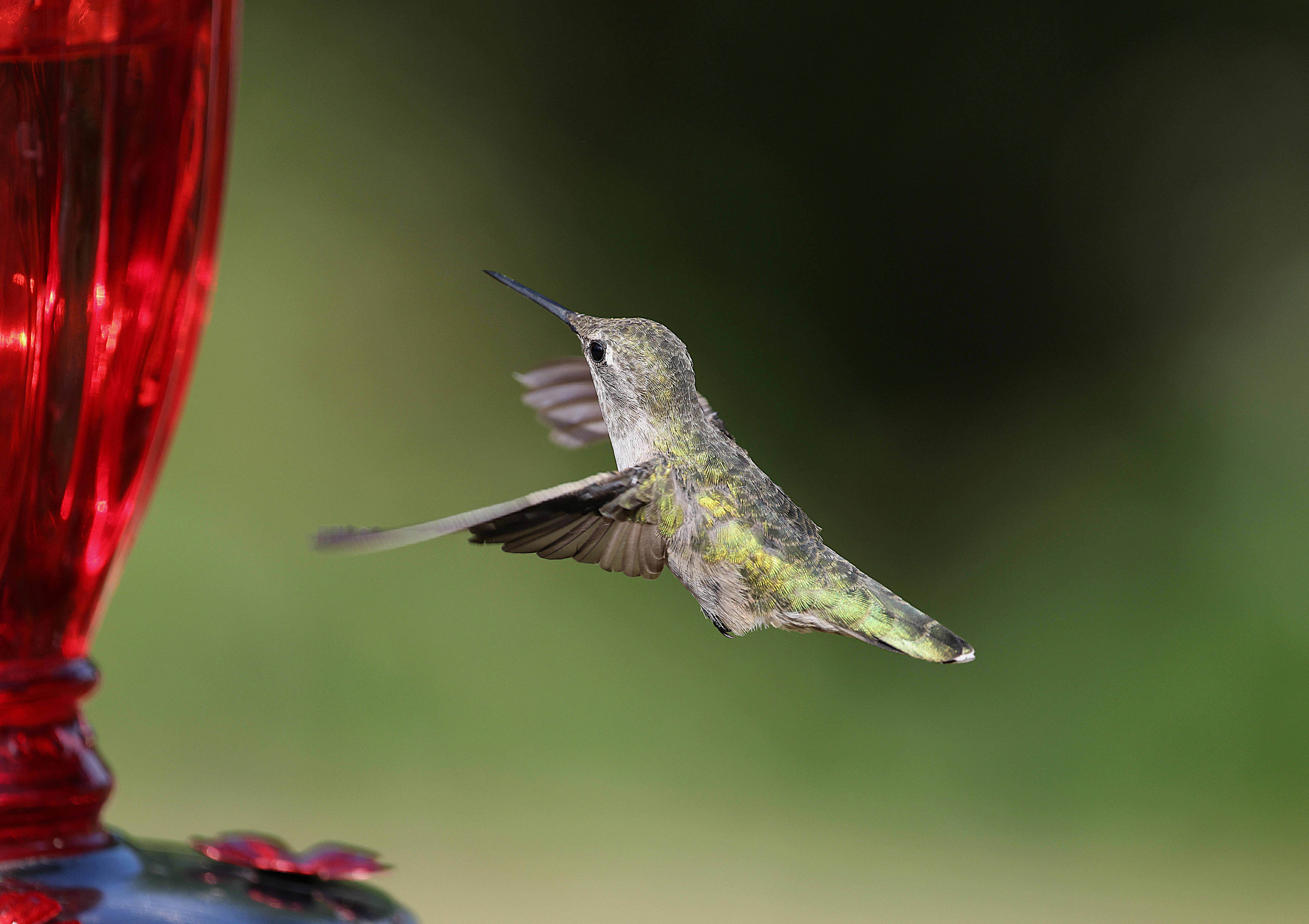 Close-up of an Anna's hummingbird hovering near a red feeder outdoors.