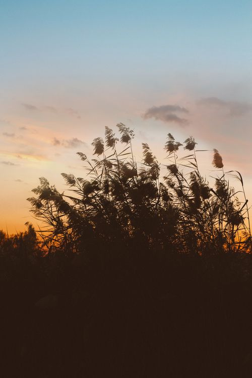 Free Stunning sunset with tall grasses silhouetted against a colorful sky in Saudi Arabia. Stock Photo